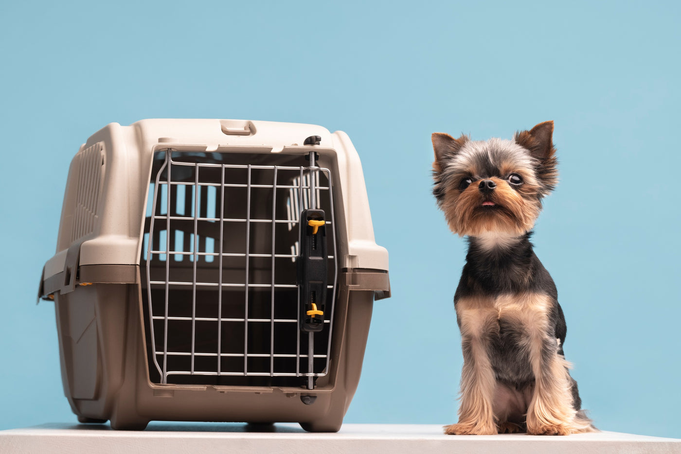 Pet food shop, online shop for Dog food, Cat food online store, Pet Accessories, Dog Accessories, buy Cat Accessories, Pet beds, Pet houses, Dog toys, buy Cat toys online, Pet grooming supplies, Dog grooming tools, Pet carriers, Pet clothing, Pet Apparel