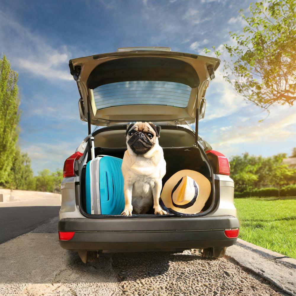 Traveling with Pets: Essential Gear for Safe and Comfortable Journeys - BonQos