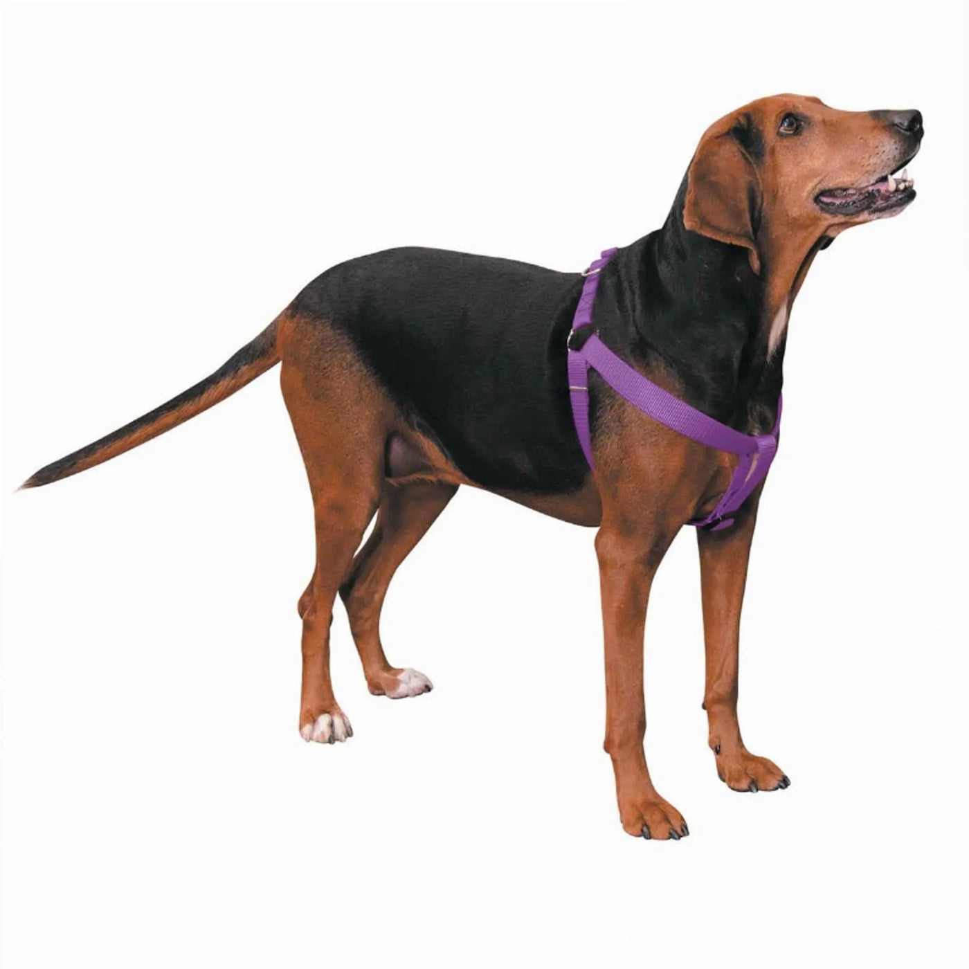 CC Nylon 2 Step Harness 15-25In Blk